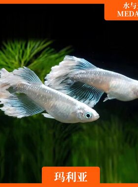 观背青鳉玛利亚淡水好养不打氧