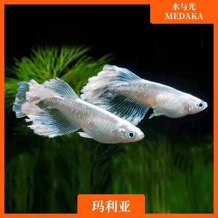 观背青鳉鱼玛丽亚青锵玛利亚淡水冷水群游鱼繁殖组好养耐活不打氧