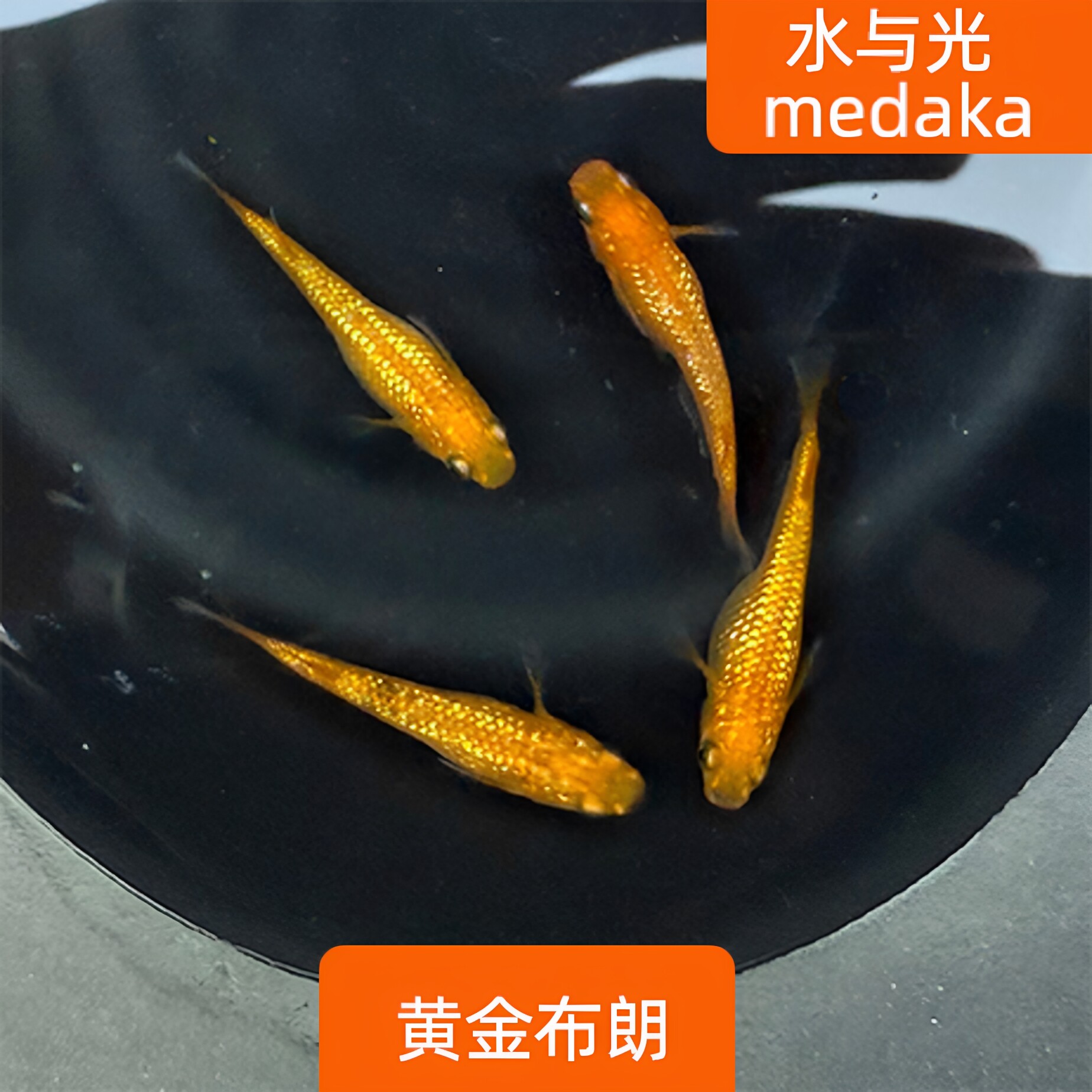 观背青鳉鱼黄金布朗观背青锵淡水冷水群游鱼繁殖组好养耐活无需打