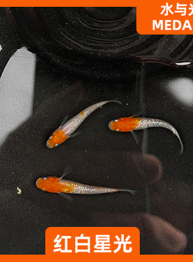 观背青鳉鱼红白星光观背青锵淡水冷水群游鱼繁殖组好养耐活无需打