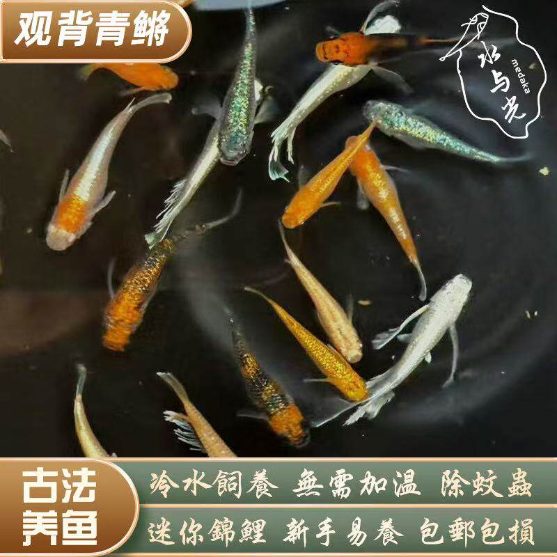 观背青鳉苗耐活青锵鱼可孵化卵不打氧淡水冷水观赏青锵鱼原生古法