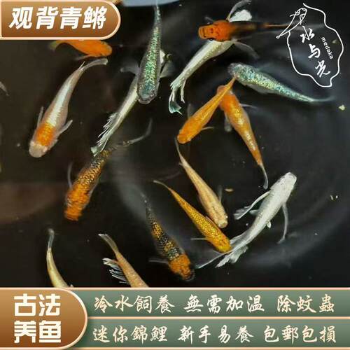 古法观背青鳉观赏青鳉青锵可孵化