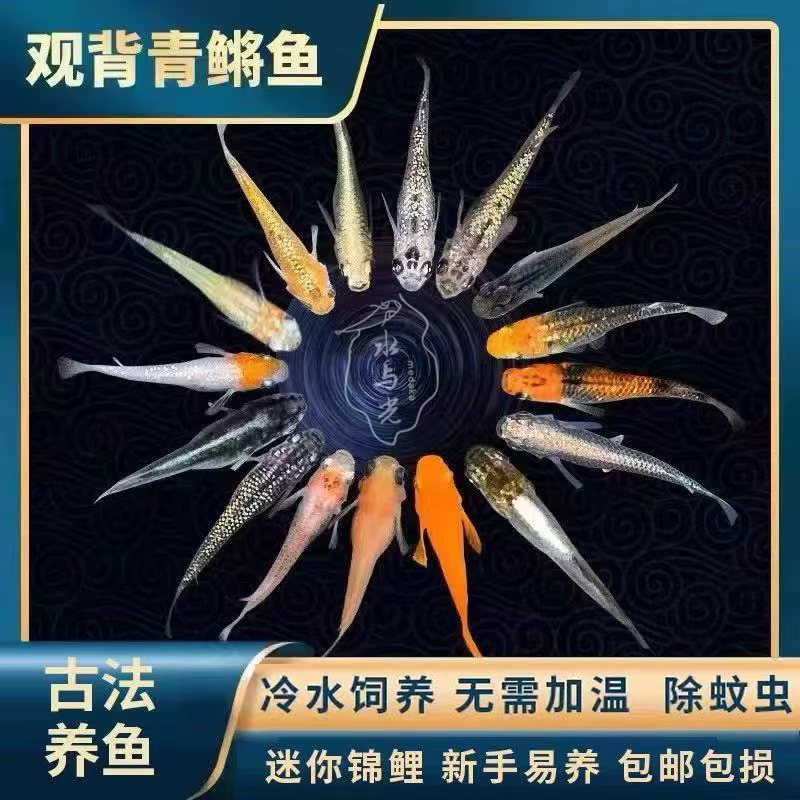 观背青鳉卵好养淡水容易繁殖易活