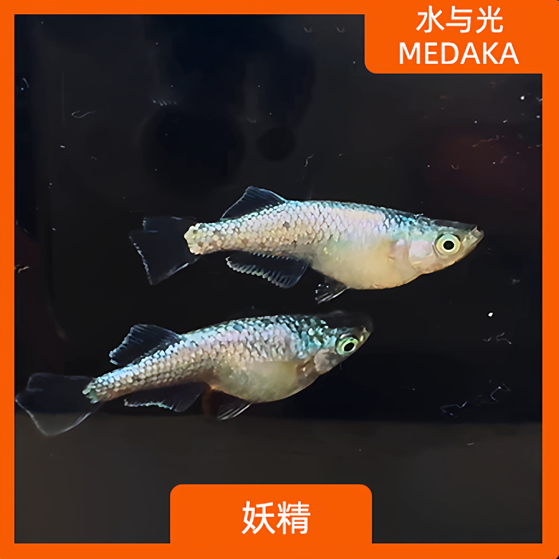 光体妖精观赏青鳉淡水鱼好养耐活