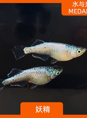 观背青鳉鱼妖精观赏青鳉淡水冷水群游鱼繁殖组好养耐活不打氧