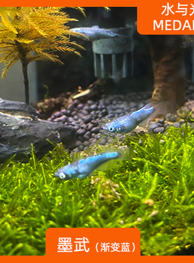 观背青鳉鱼墨武蓝色观背青锵淡水冷水群游鱼繁殖组好养耐活无需打