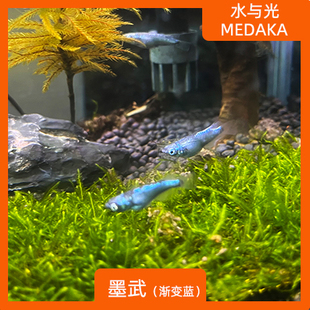 观背青鳉鱼墨武蓝色观背青锵淡水冷水群游鱼繁殖组好养耐活无需打
