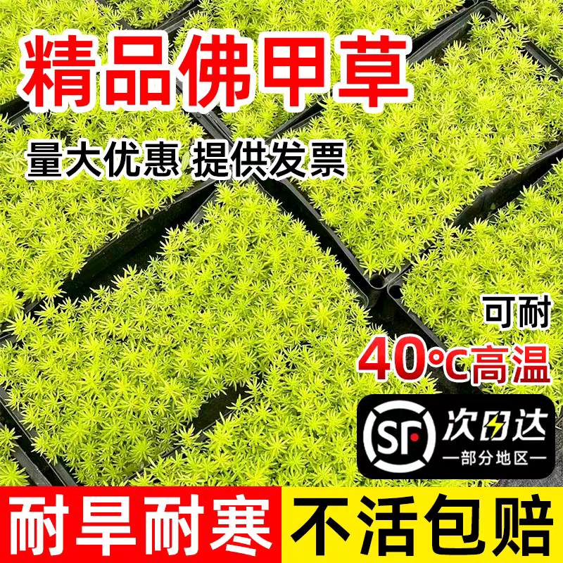 佛甲草苗黄金金叶佛甲草草皮过路黄姬岩垂草中华景天耐寒地被植物
