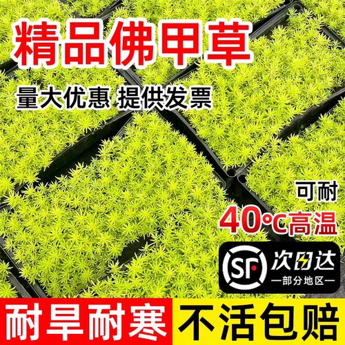 佛甲草苗黄金金叶佛甲草草皮