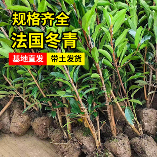 法青法国冬青树苗四季常绿篱笆植物别墅庭院绿篱珊瑚树户外围墙