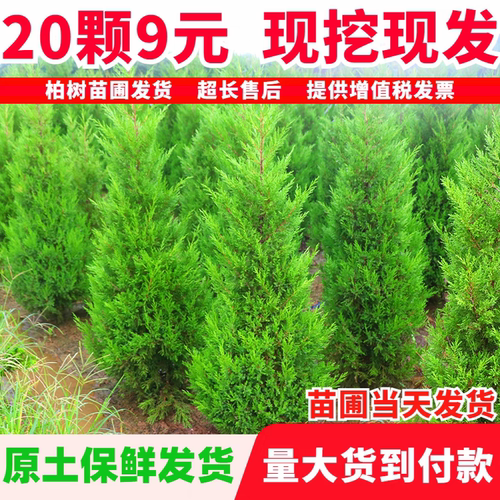 柏树树苗塔柏侧柏龙柏庭院行道风景大树园林工程绿化乔木四季松树