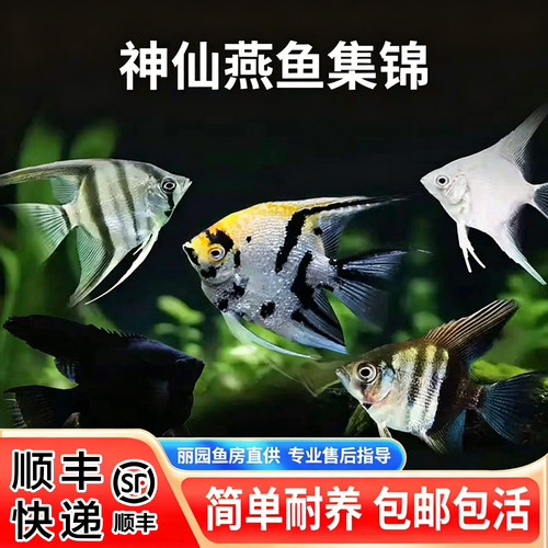 神仙燕鱼鱼好养热带鱼神仙鱼淡水