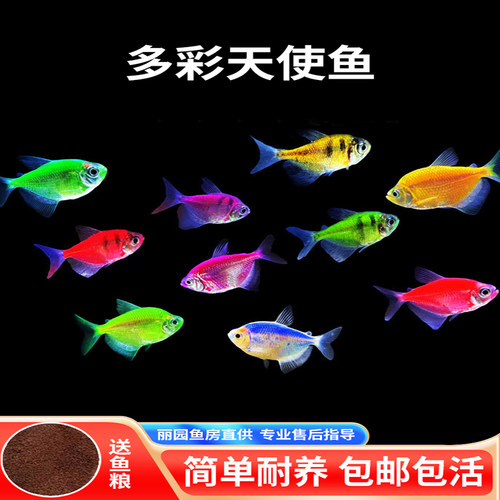 糖果天使鱼小型群游淡水家庭养殖