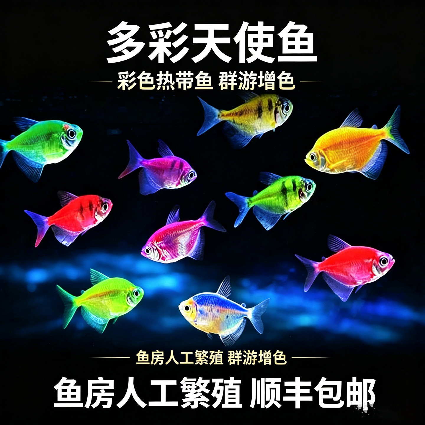 天使鱼糖果五色小型群游灯科淡水家庭草缸养殖易活包路损热带观赏