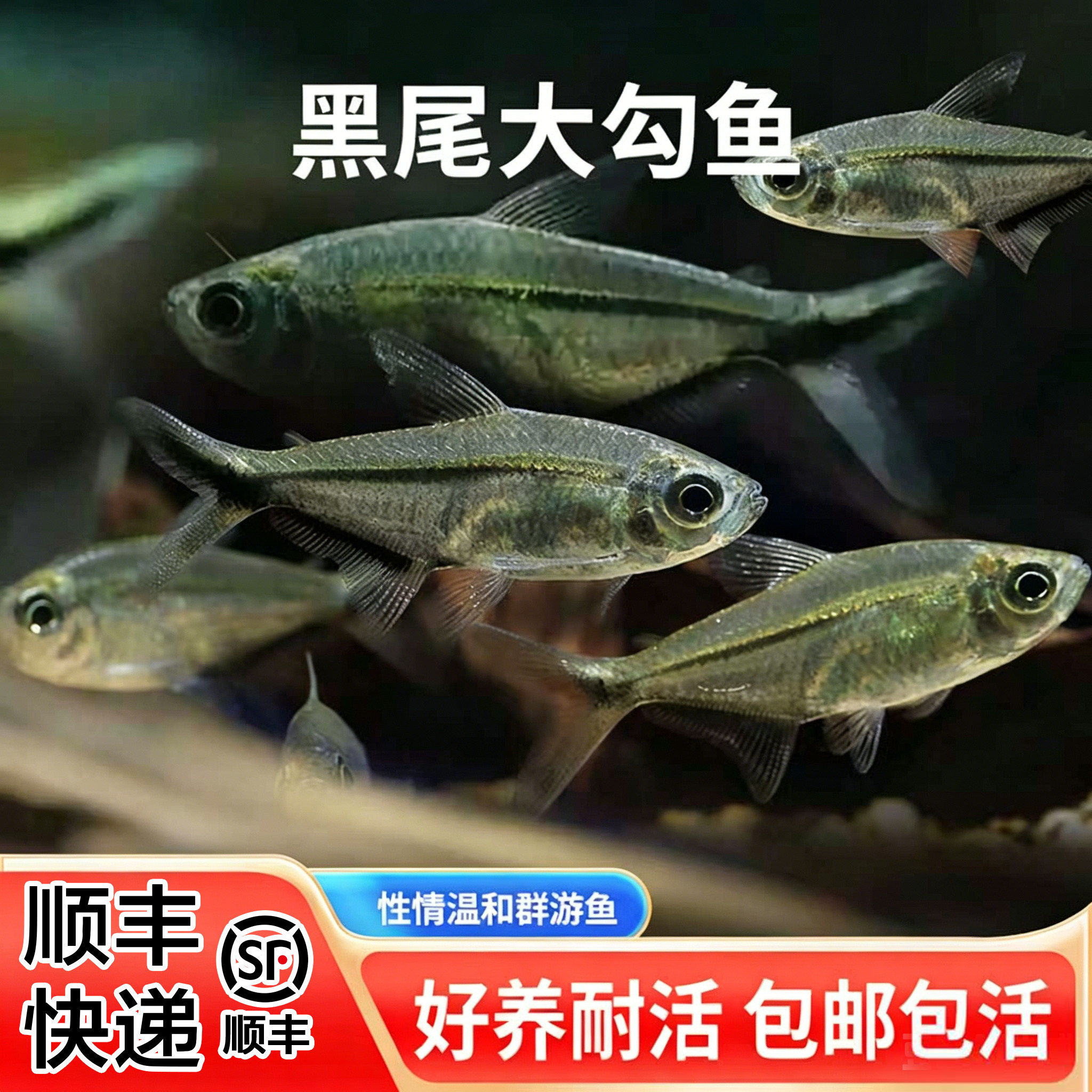 黑尾大勾鱼群游草缸南美缸生态缸热带观赏活体小型鱼包活黑尾灯鱼