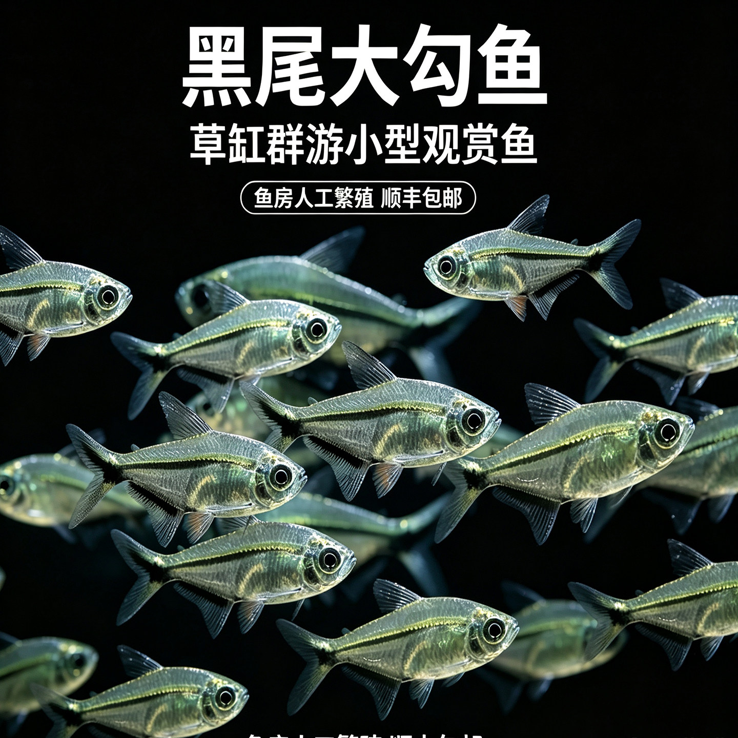 黑尾大勾鱼群游草缸南美缸生态缸热带观赏活体小型鱼包活黑尾灯鱼