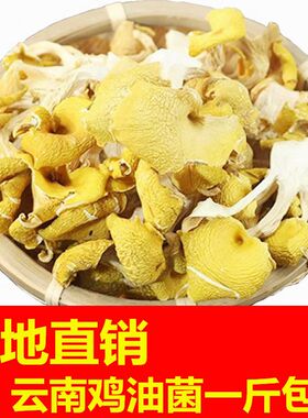 云南鸡油菌菇类干货黄丝菌香菇食用菌炖煲汤材料蘑菇新非野生500g