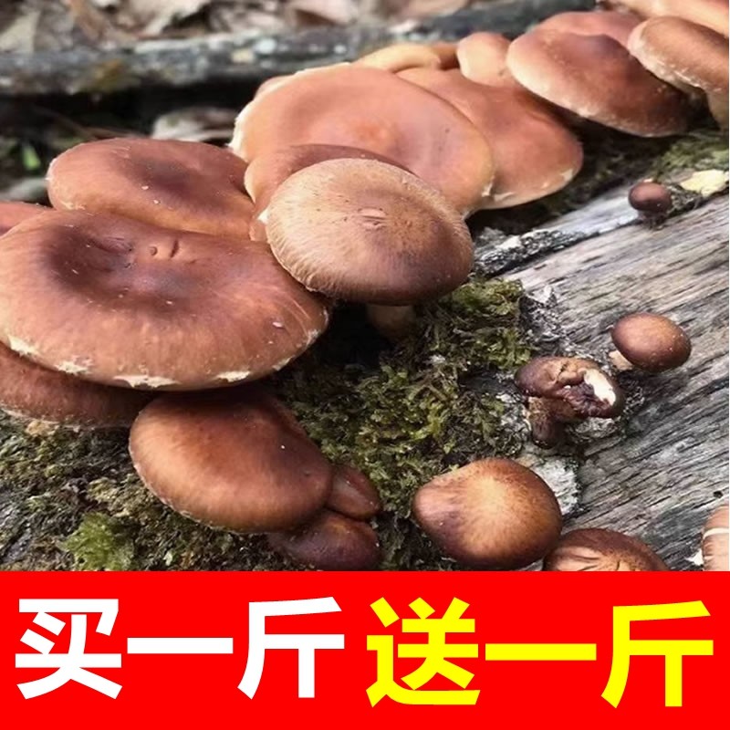 买一斤送一斤野生的新鲜香菇当季