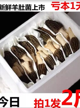 拍1发2斤鲜羊肚菌新鲜云南菌菇类菌子鲜品鲜货食用菌非野生1000g