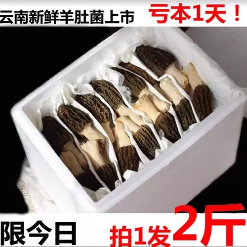 羊肚菌新鲜菌菇鲜货拍1发2斤装