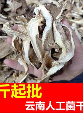 云南人工菌干货批发北风菌丝条