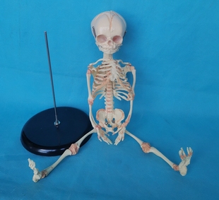 胎儿骨骼模型骨骼骨架医用教学讲解人.体骨骼模型