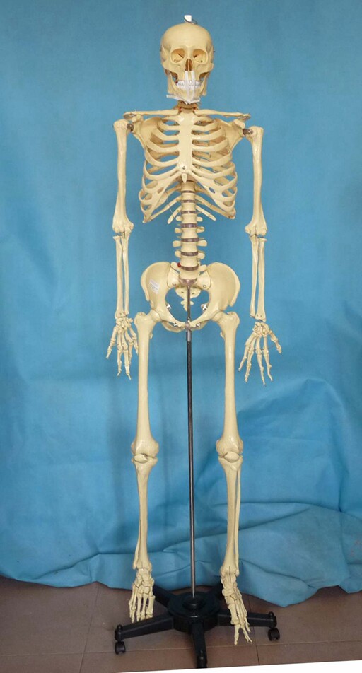170cm人体骨l骼模型1:1骷髅骨架医用教学教具展示讲解