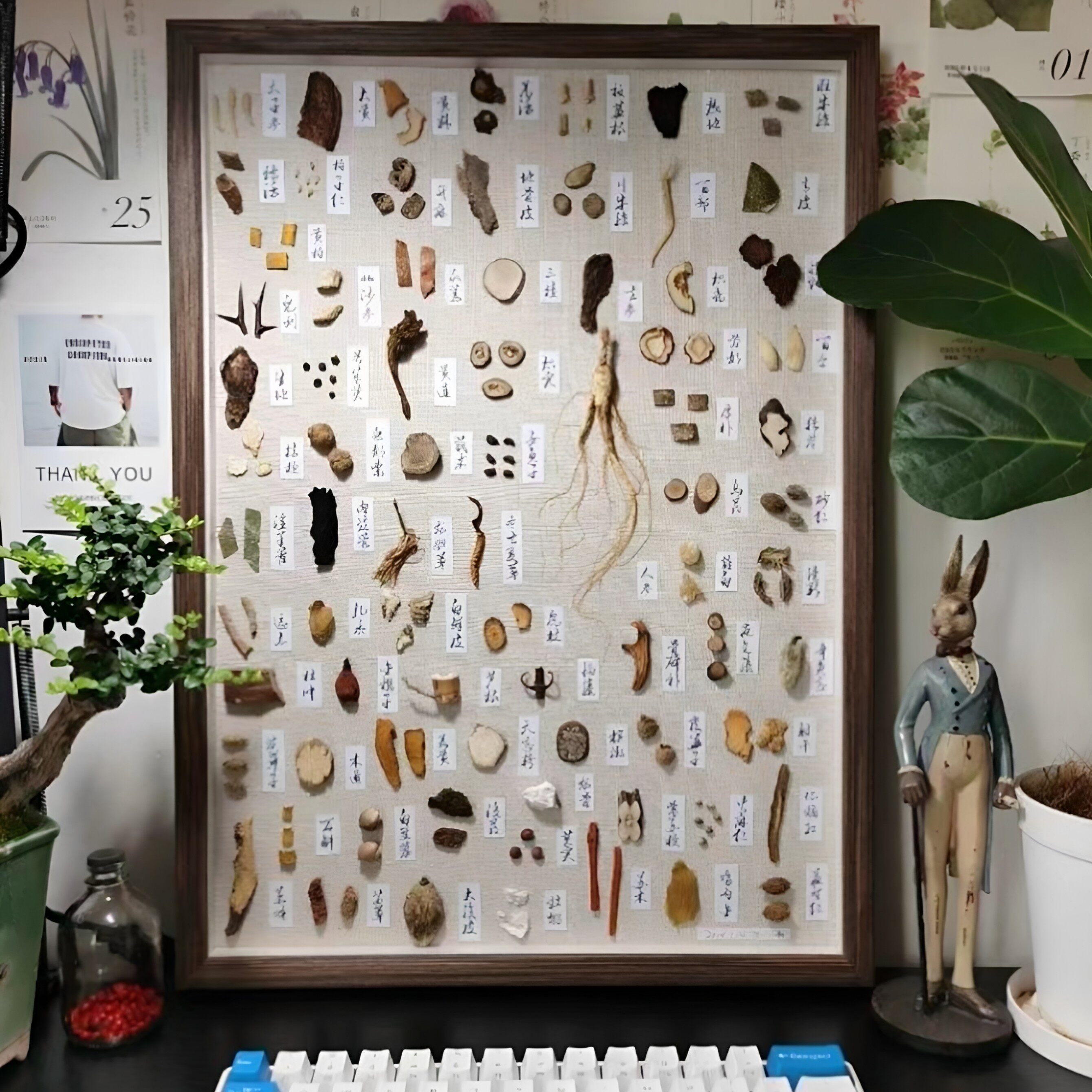 中药材标本框中药标本画中医手工摆件装饰画标本展示框中草药文创