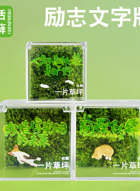 微景观桌面懒人绿植盒子简单好养趣味植物一片草坪小礼物送礼