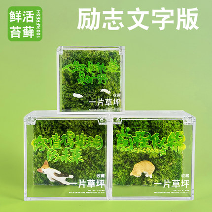 微景观桌面懒人绿植盒子简单好养趣味植物一片草坪小礼物送礼