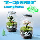 苔藓微景观办公桌面简单好养趣味植物摆件懒人绿植情绪稳定礼物