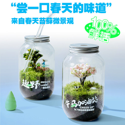 苔藓微景观办公桌面简单好养