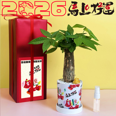 新年2026马年礼品富贵竹发财树植物办公室创意盆栽桌面绿植礼物