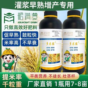 多米服水稻促早熟宝不早衰鼓粒快米粒高壮茎秆催熟早收早熟