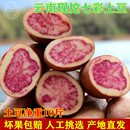 云南七彩土豆丽江紫洋芋净重10斤新鲜紫土豆红皮红心土豆坏 包赔