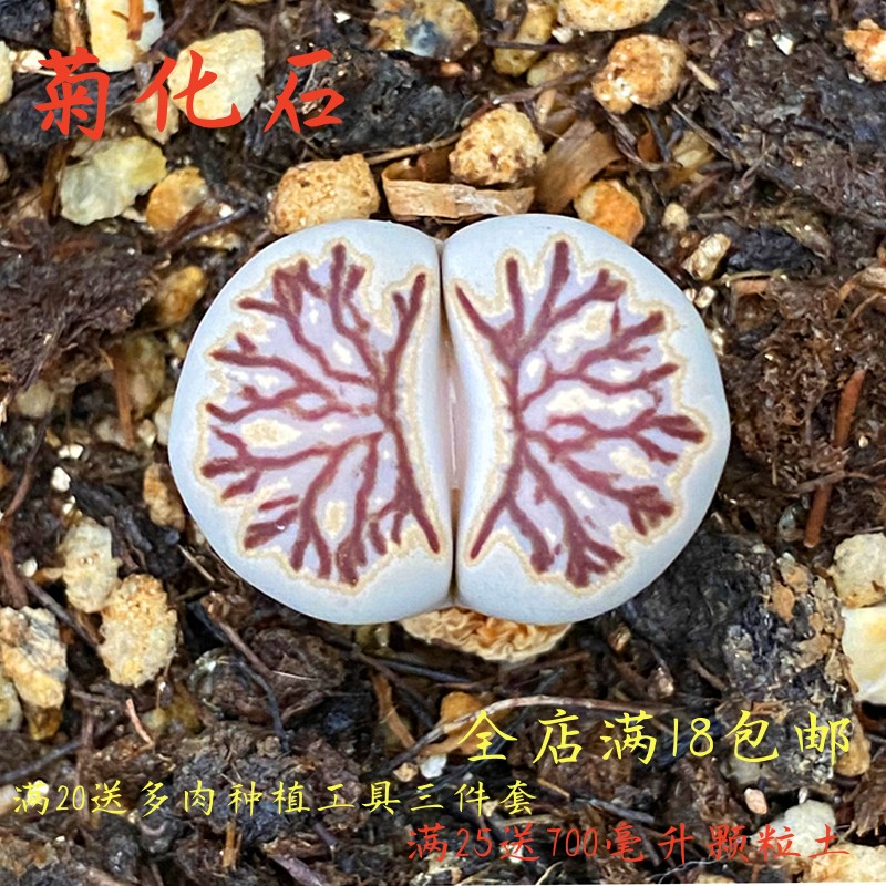 菊化石菊纹章生石花多肉植物花卉盆栽创意微景观