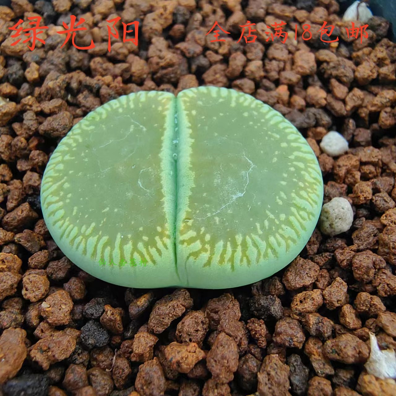 绿光阳生石花多肉植物花卉绿植盆栽创意微景观 鲜花速递/花卉仿真/绿植园艺 多肉植物 原图主图