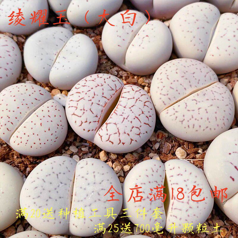 绫耀玉生石花多肉植物花卉绿植盆栽创意微景观