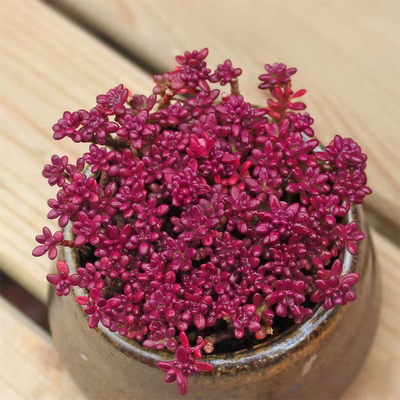 紫米粒多肉植物花卉绿植盆栽整盆发货组合室内桌面防辐射