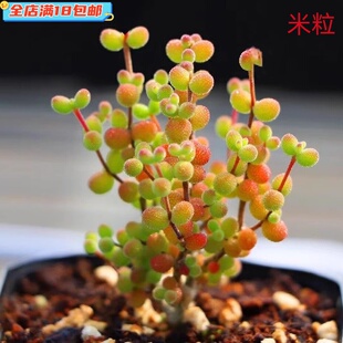 米粒枝干番杏多肉植物金桔糖球玉米红宝石冰晶好养可爱造型小老桩