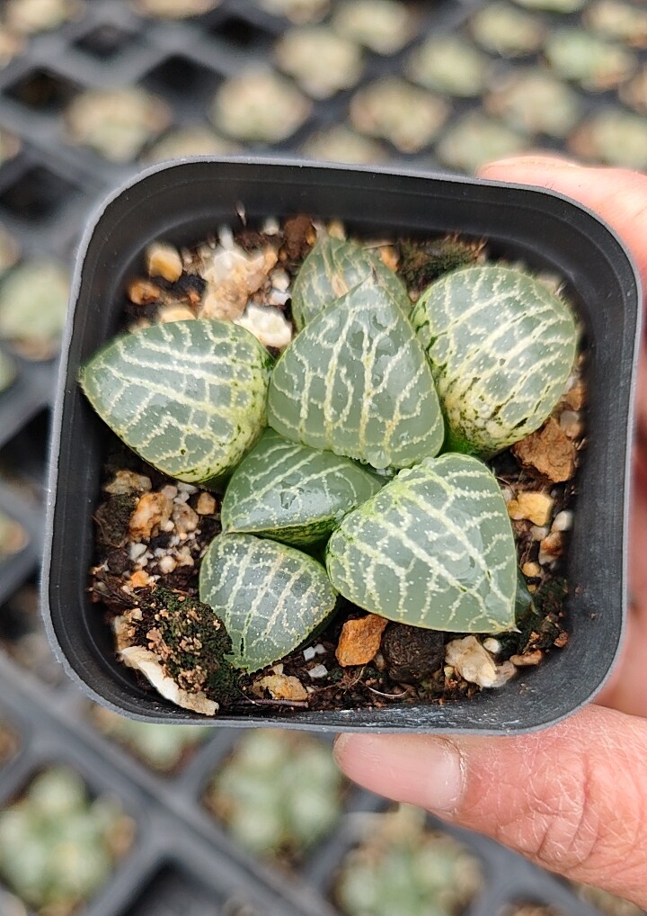 101水晶康平寿多肉植物玉露耐荫办公室阳台小盆栽花卉