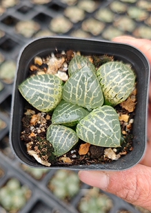 101水晶康平寿多肉植物玉露耐荫办公室阳台小盆栽花卉