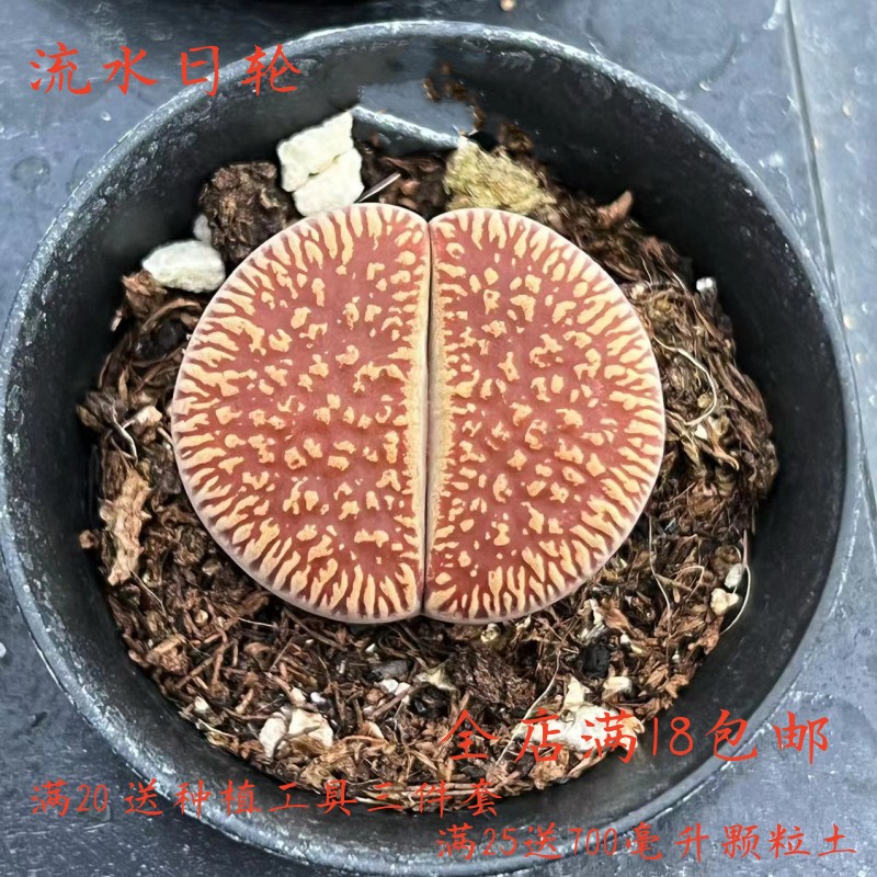 流水日轮生石花多肉植物花卉绿植盆栽创意微景观,鲜花速递/花卉仿真/绿植园艺,多肉植物,淘宝优惠券,粉丝福利购,淘宝优惠卷