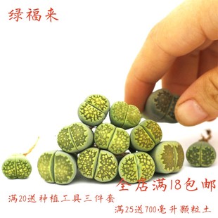 绿福来生石花多肉植物花卉绿植盆栽创意微景观