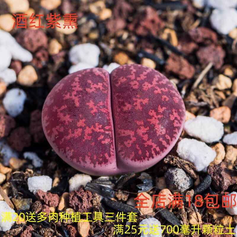 酒红紫熏生石花多肉植物花卉绿植盆栽创意微景观