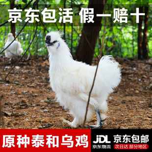 江西泰和原种乌鸡青年鸡农家土乌鸡五谷散养老母鸡发活鸡整只正宗