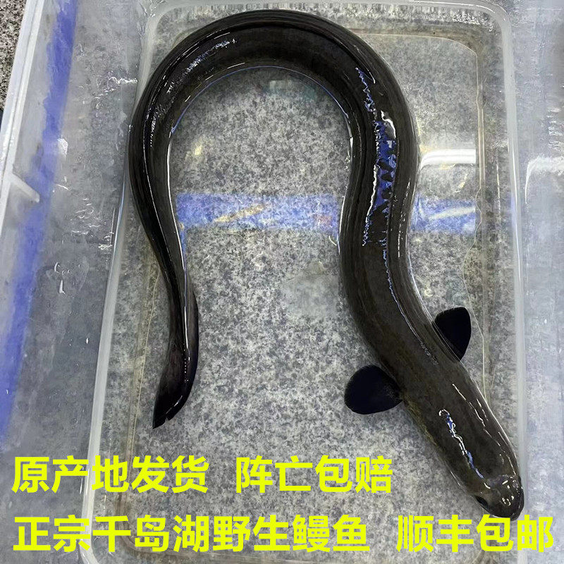 千岛湖河鳗鱼正宗野外生鲜活鱼打包淡水产乌鳗湖鳗鲡高钙滋补整条