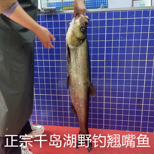 正宗千岛湖翘嘴鱼正宗整条