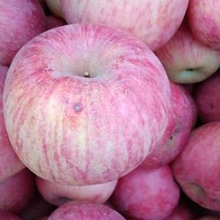 瑕疵果红富士苹果烟台原生态零污染伤残果自己试吃山东特产十斤箱