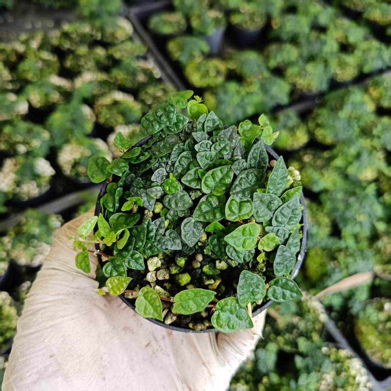 进口竹子盆栽微型小竹绿植姬翠竹